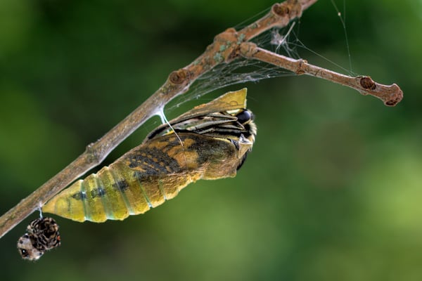 Kopfteil der Puppe wird gesprengt, ca. 2 Tage nach Erreichen der Transparenz der Puppenhülle