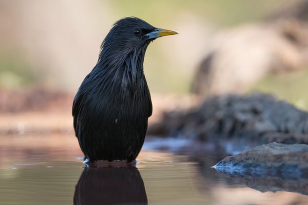 Einfarbstar (Sturnus unicolor)
