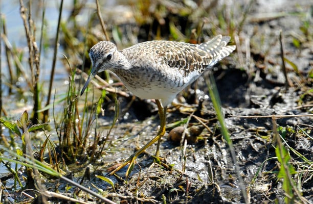 Bruchwasserläufer (Tringa glareola)