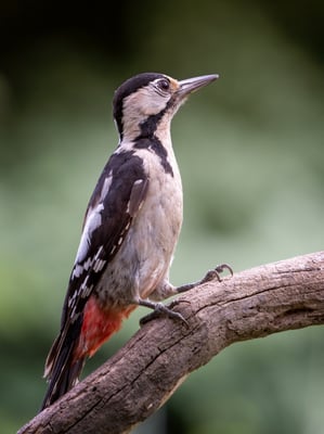 36 - Syrischer Specht ( Dendrocopos syriacus )