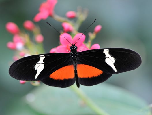Heliconius clysonymus montanus