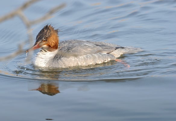 Gänsesäger Weibchen