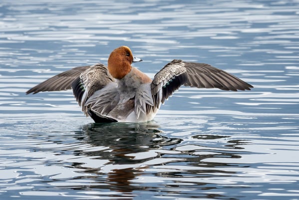 Pfeifente; Buonas; 15.2.2021