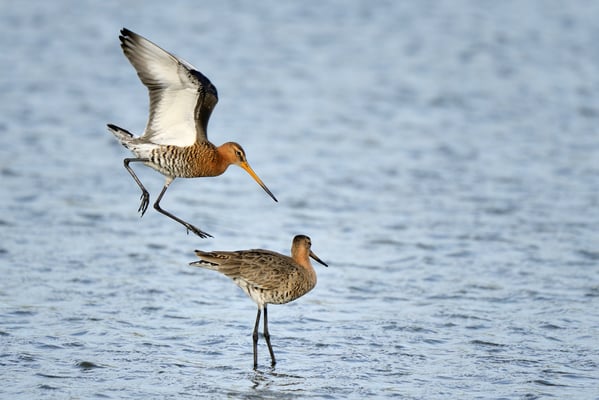 Uferschnepfe (Limosa limosa); Texel; 17.4.2014