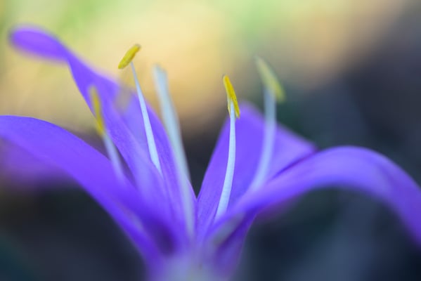 Frühlingslichtblume (Colchicum bulbocodium); 16. März 2013