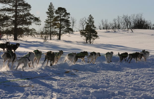 Hundeschlittenfahrt Nähe Tromsö