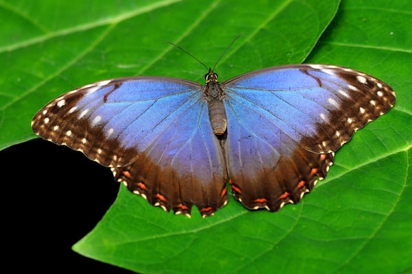 Blauer Morphofalter (Morpho peleides)