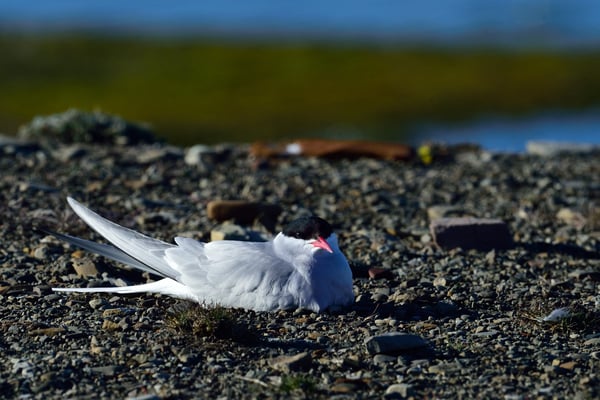 Küstenseeschwalbe (Sterna paradisaea); Longyearbyen; 4. Juli 2015