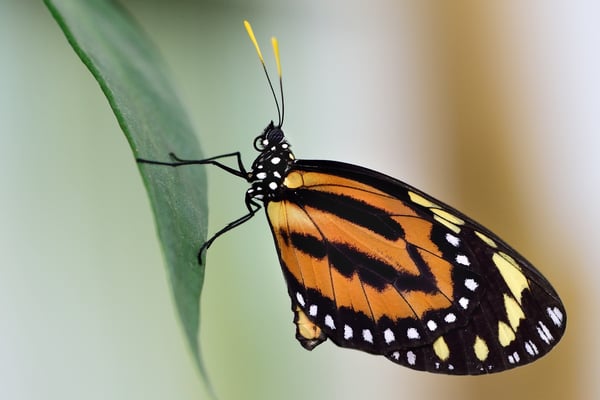 Tiger Passionsfalter (Heliconius ismenius)