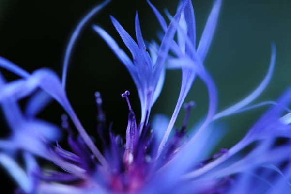 Berg-Flockenblume (Centaurea montana); Montfaucon (Combe des Etroits); 15-8-2012