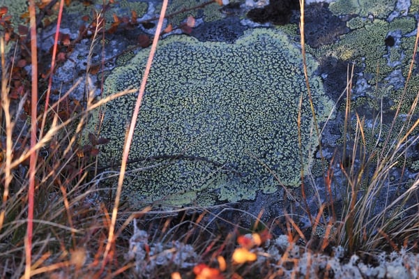 Flechten im reinen Moor von Dovrefjell