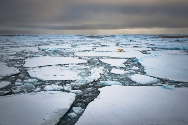 'Eisbär'; Siegerbild Kategorie 'Säugetiere'; Wettbewerb Naturfotografen Schweiz 2018; aus 1150 Bildern von 77 teilnehmenden Naturfotografen