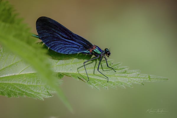 37 - Blauflüglige Prachtlibelle