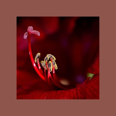 Amaryllis 'Basuto' (Hippeastrum)