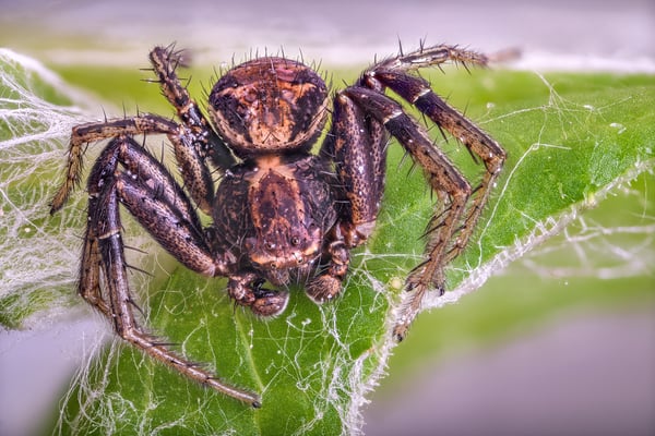 Kamm-Buschkrabbenspinne; 10. Mai 2020