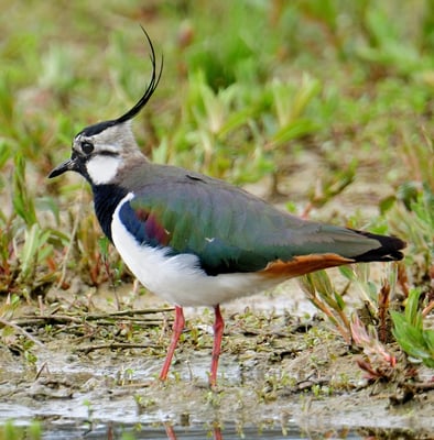 Kiebitz (Vanellus vanellus); Flachsee; 21-4-2012