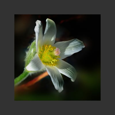 weisse Kuhschelle, Frühjahr 2015