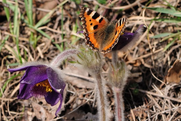 Berg-Kuhschelle (Pulsatilla montana)