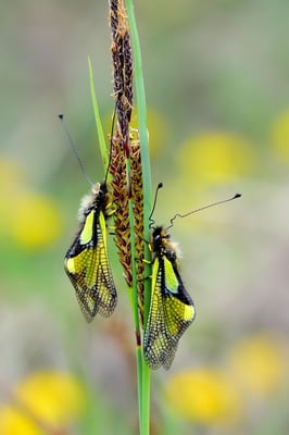 Libellen-Schmetterlingshaft (Libelloides coccajus); 2. Mai 2015