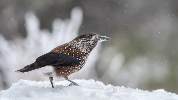 Tannenhäher (Nucifraga caryocatactes); 22./23. Februar 2018; Vitosha-Berge (Bulgarien)