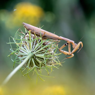 Europäische Gottesanbeterin (Mantis religiosa); 11. August 2018, Nordwestschweiz