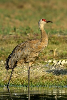 Kanadakranich (Grus canadensis); 6. August 2013; Fairbanks, Alaska