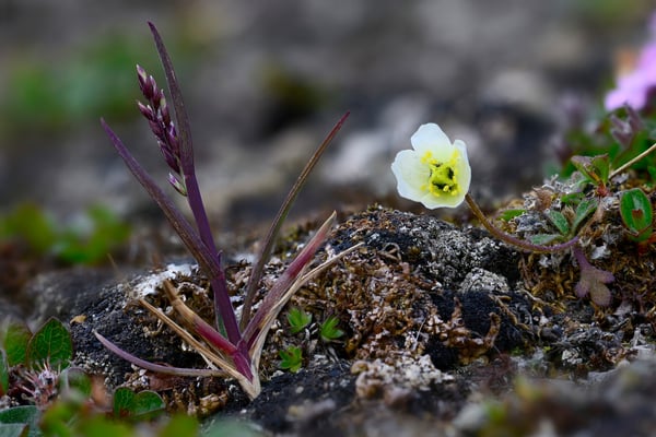 Svalbardmohn, weiße Variante (Papaver dahlianum); Svalbart 2. Juli 2015