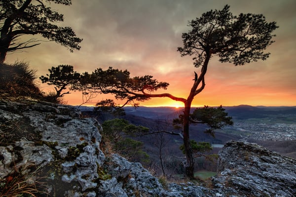 Kiefern auf Gempen SO; 3. januar 2019