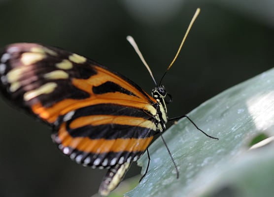 Tiger-Passionsfalter (Heliconius ismenius telchinia)