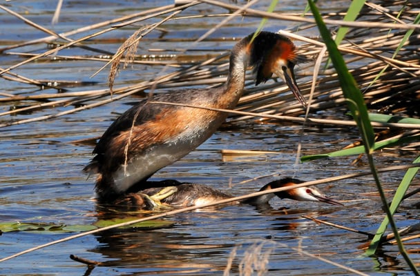 Haubentaucher Paarung