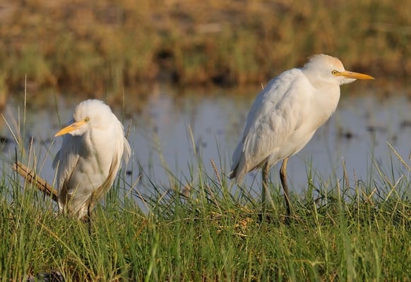 Kuhreiher (Bubulcus ibis); Lake Eyasy; Tansania