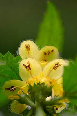 Gewöhnliche Goldnessel (Lamium galeobdolon)