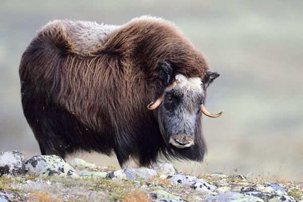 Moschusochsen im Dovrefjell: Ich bin o.k., Du bist o.k.; 6.9.2015