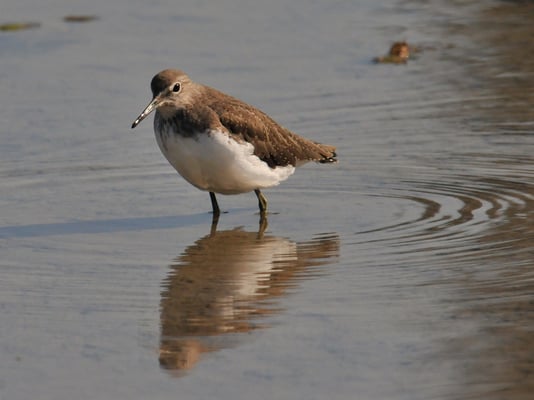 Waldwasserläufer (Tringa ochropus)