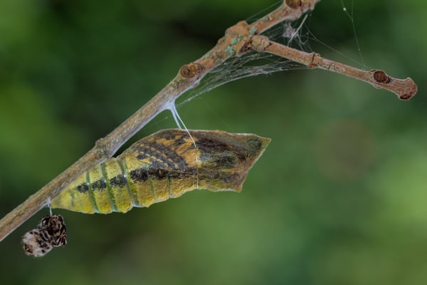 Zeichnung des Schmetterlings, Körper und Flügel bereits deutlich sichtbar, ca. 8 Tage nach Verpuppung