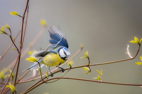 Auswahlbild 12 - Blaumeise 2