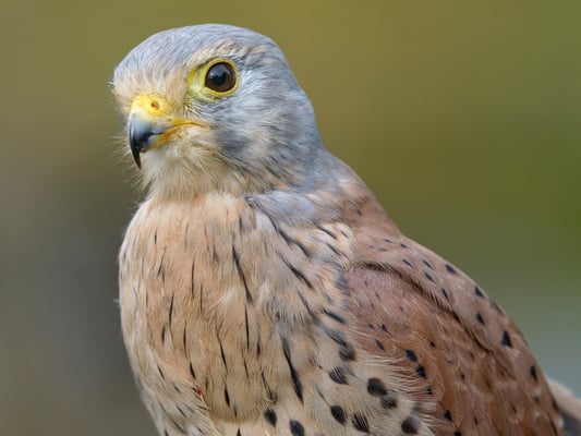 Turmfalke | Falco tinnunculus | ; Jagdexemplar, Luzerner Hinterland, Herbst 2012