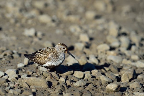 Alpenstrandläufer (Calidris alpina); 4. Juli 2015; Longyearbyen
