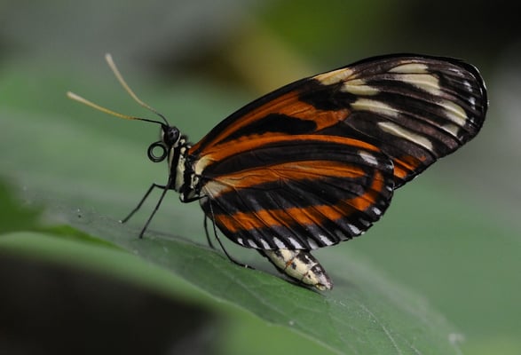 Tiger-Passionsfalter (Heliconius ismenius telchinia)