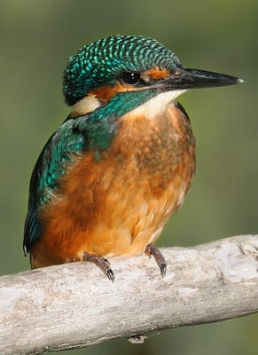 Eisvogel (Alcedo atthis); La Sauge