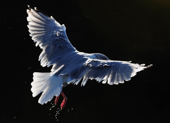 Möwen im anderen Licht