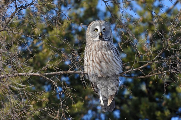 Bartkauz, März 2013, Oulo FI