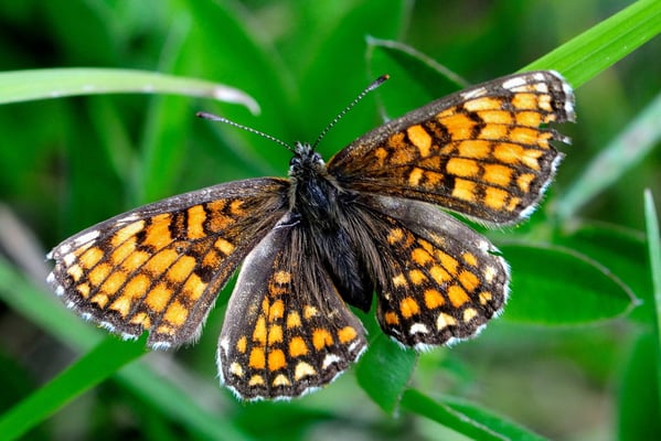 92 Wachtelweizen-Scheckenfalter (Melitaea athalia); Motta Naluns GR; 31-7-2012