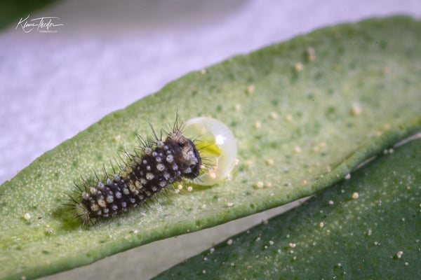 Auswahlbild 35 - Raupenschlupf_Schwalbenschwanz-1920