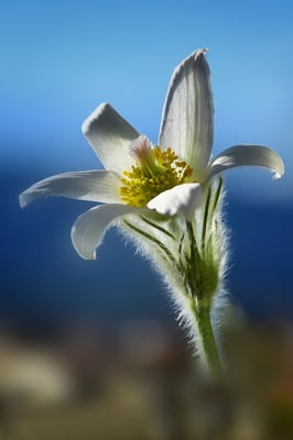 weisse Kuhschelle, Frühjahr 2015