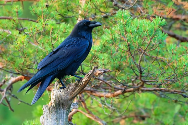 Kolkrabe mit Übersicht