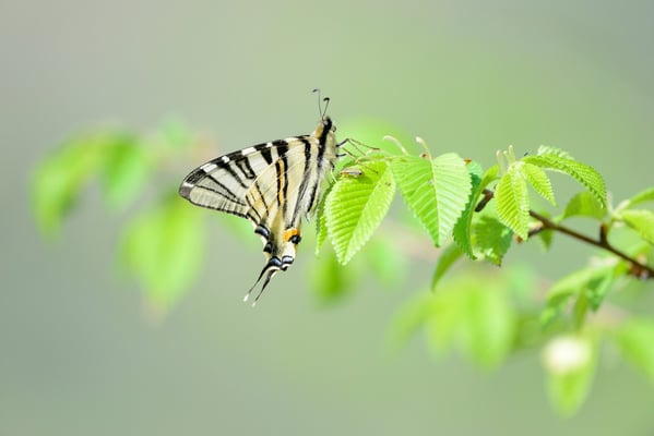 Segelfalter - Iphiclides podalirius - Familie der Ritterfalter 