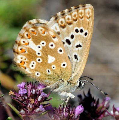 107 Silbergrüner Bläuling (Lysandra Cordion)