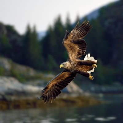 Seeadler (Haliaeetus albicilla) auch abends auf Fischfang, Flatanger Norwegen; 10.9.2015