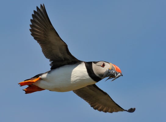 Papageientaucher (Fratercula arctica), Farne Islands England